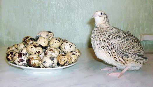 بيض سمان - Quail Eggs
